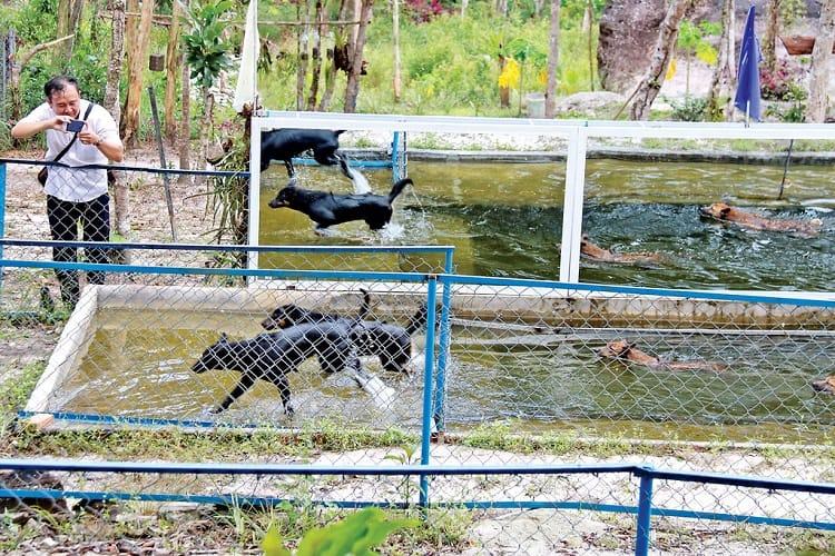 Gợi Ý 15+ Địa Điểm Ăn Chơi Khi Du Lịch Đảo Phú Quốc Trại chó xoáy thu hút đông đảo khách du lịch