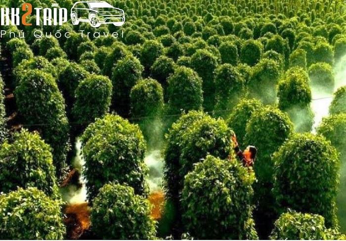 vườn tiêu Khu Tượng