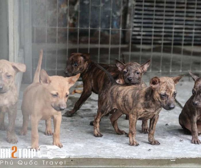 Phu Quoc Ridgeback Dog