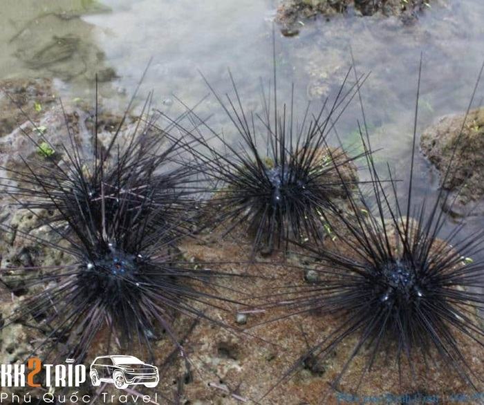Cầu Gai (Nhum Biển) Phú Quốc – Món Ăn Lạ Mà Ngon
