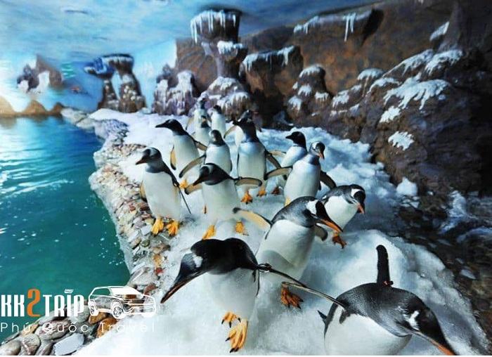 Gentoo Penguins at Phu Quoc Aquarium