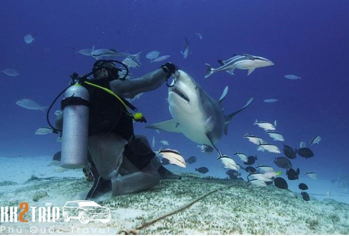 Shark Feeding Show at Phu Quoc Aquarium
